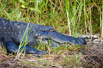 Alligator