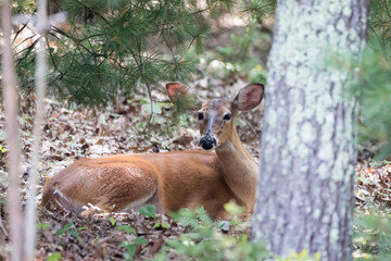 A female White Tailed Deer, also known as a Doe, laying in leaves behind a tree looking at the camera. There are flies all over her face.