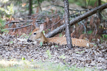A White Tailed Deer fawn stands in the sun in the grass. Fawns are born from April to July each year and are born with spots that fade as they mature.
