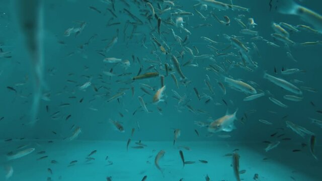 Underwater view of spa attraction for tourists. Aquarium with Red Garra Rufa fishes also known as Nibble or Doctor Fish