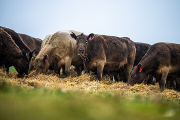 Beef cows and calves grazing on grass in Australia.