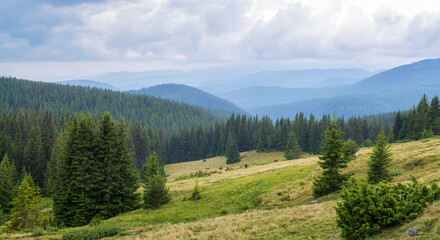 Fototapeta na wymiar Amazing panoramic view with morning mists and low clouds over the tree-covered mountain slopes, Rhodope mountains in Bulgaria