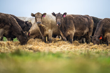 herd of angus and Murray grey cows chewing hay.