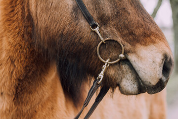close up of brown icelandic horse mouth