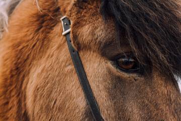 close up of brown icelandic horse eye