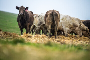 herd of angus and Murray grey cows chewing hay.