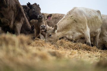 Beef cows and calves grazing on grass in Australia. eating hay and silage. breeds include specked...
