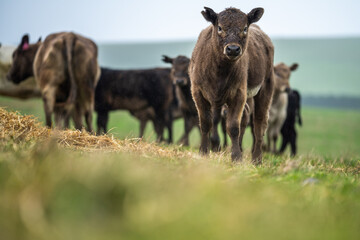 herd of angus and Murray grey cows chewing hay.