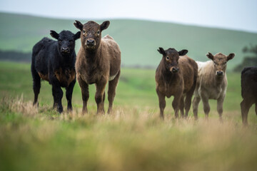 herd of angus and Murray grey cows chewing hay.