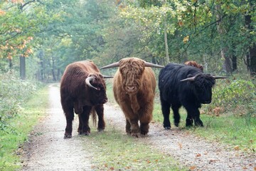 A group of highland cattles in the forest.