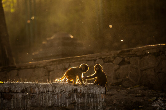 Cute monkeys sitting on stone border in park