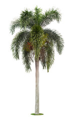 Beautiful green palm tree isolated on white.