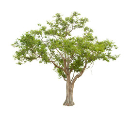 Obraz premium The freshness big green tree isolated on white.