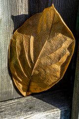 A single withering autumn leaf stuck inside a wooden fence 