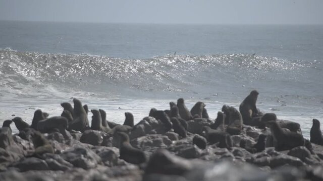 Fur seals colony at the Cape Cross in Atlantic ocean coast