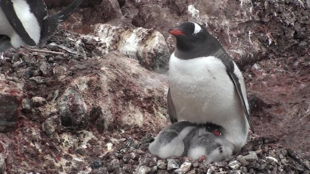 Antarctica. There are a lot of penguins resting on the rocks at Hope Bay. Antarctic Peninsula.