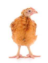 Brown hen isolated.