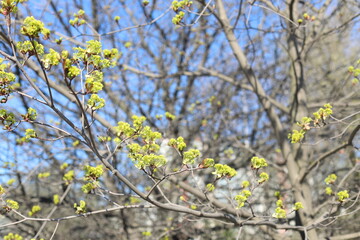 Green ash tree branch and blue sky. Springtime, closeup, copy space.