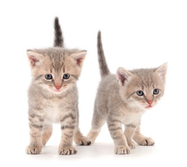 Two small gray kitten.