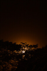 Naklejka premium pôr-do-sol atrás da silhueta das árvores