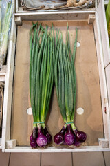 Two bunches of purple colored spring onions