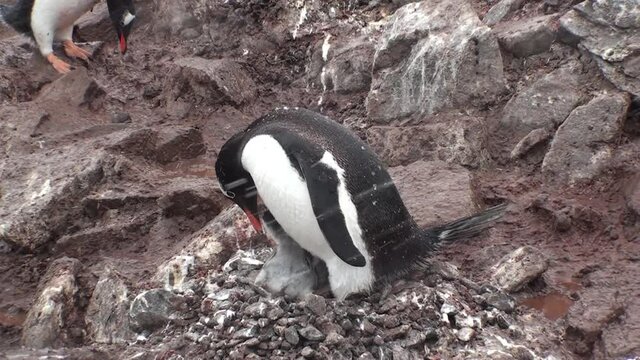 Antarctica. There are a lot of penguins resting on the rocks at Hope Bay. Antarctic Peninsula.