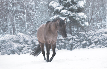 Fototapeta na wymiar Pferde im Winter