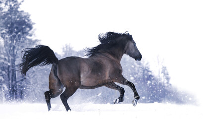 Naklejka na ściany i meble Pferde im Winter