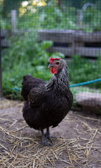 Hen on a farm