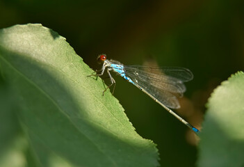 Blue dragonfly on the leaf
