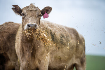 angus and Murray grey cows chewing hay, in Europe and Australia. 