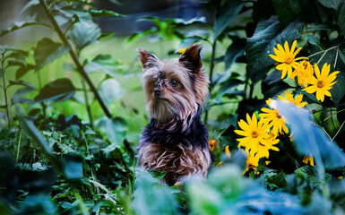 Yorkshire Terrier