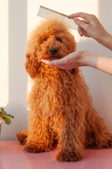 One hand holds the muzzle of a small dog, a miniature poodle of red brown color, the other holds an...