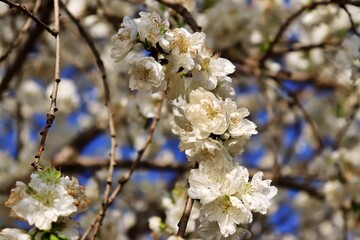 Obraz premium cherry blossom in spring