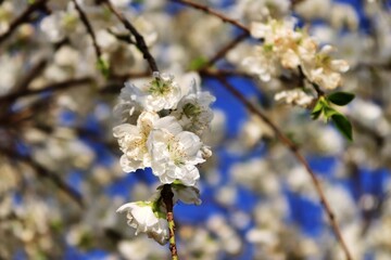 cherry blossom in spring