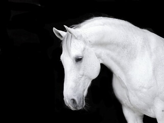 Fototapeta na wymiar Pferd Black Background