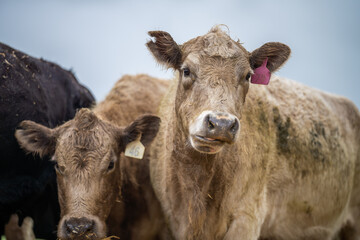 angus and Murray grey cows chewing hay, in Europe and Australia. 