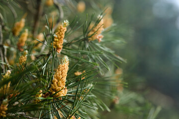 Pinus sylvestris Scotch pine European red pine Scots pine or Baltic pine closeup macro selective focus branch with cones flowers and pollen over out of focus background with copyspace.