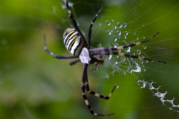 a big striped spider on a web after the rain