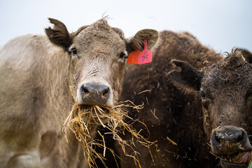 angus and Murray grey cows chewing hay, in Europe and Australia. 