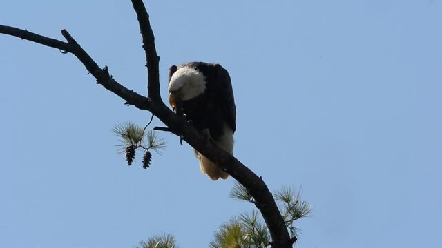 white-tailed eagle on branch cleaning beak 