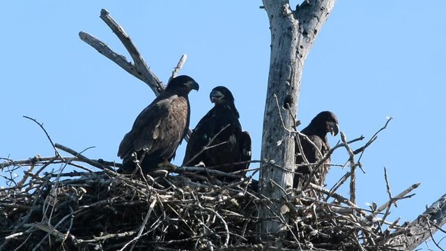 Young Eagle in a nest on a hot summer day
