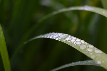 Raindrops glisten on the grass in the morning