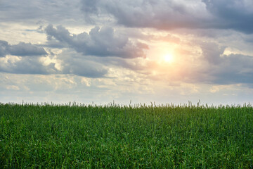 Green field of growing wheat against background of gray storm clouds and sunlight breaking through them.