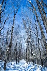 winter forest in the snow