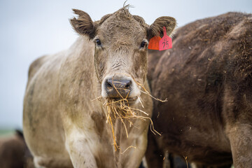 angus and Murray grey cows chewing hay, in Europe and Australia. 