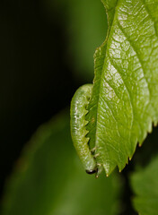 Die Raupe einer mutlichen Trapezeule an einerm Busch. Das sind Mordraupen die auch andere Raupen verzehren.