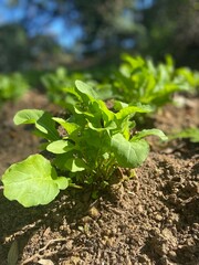 vegetable in the garden