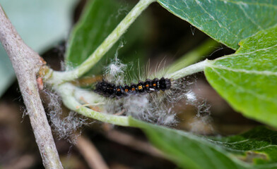 Eine Schnaken, Schneider sitzt in einem Busch.