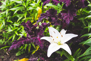 White lily on a background of grass and dark leaves.